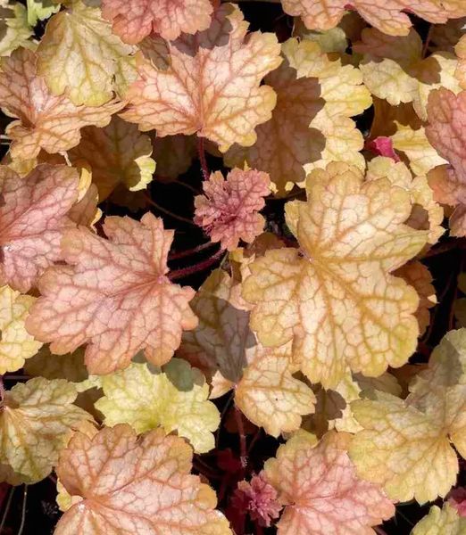 Heuchera × villosa 'Carnival Fall Festival'
